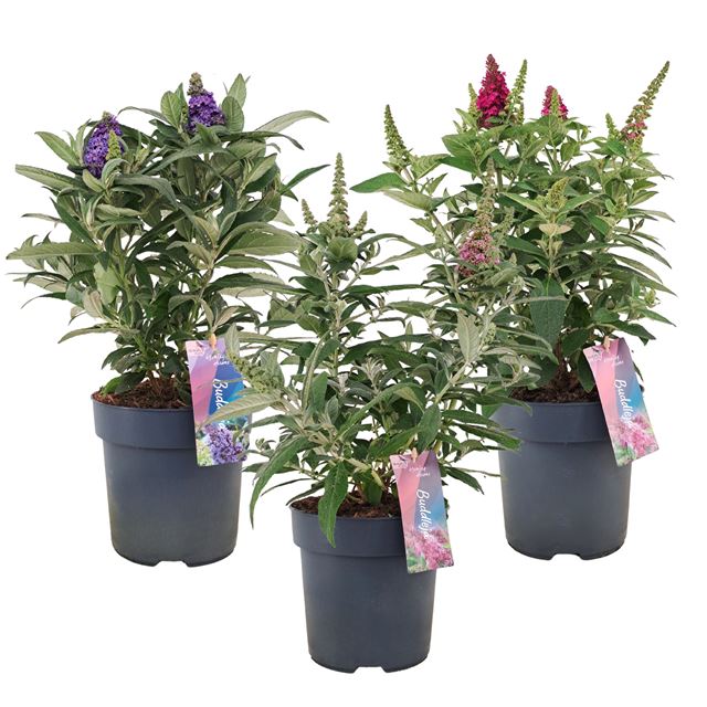 Picture of Buddleja little rockstars