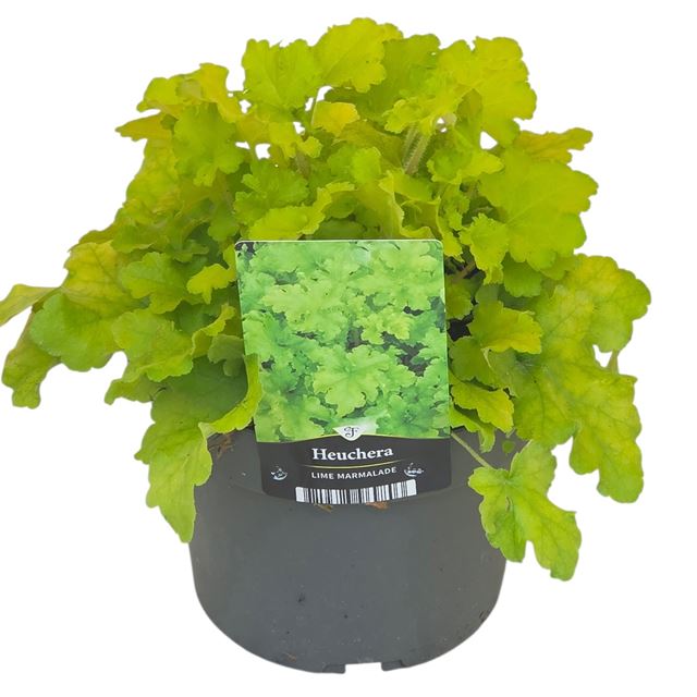 Picture of Heuchera lime marmalade