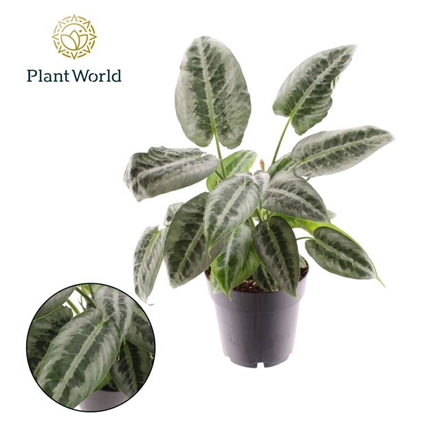 Picture of SCHISMATOGLOTTIS MOTLEYANA