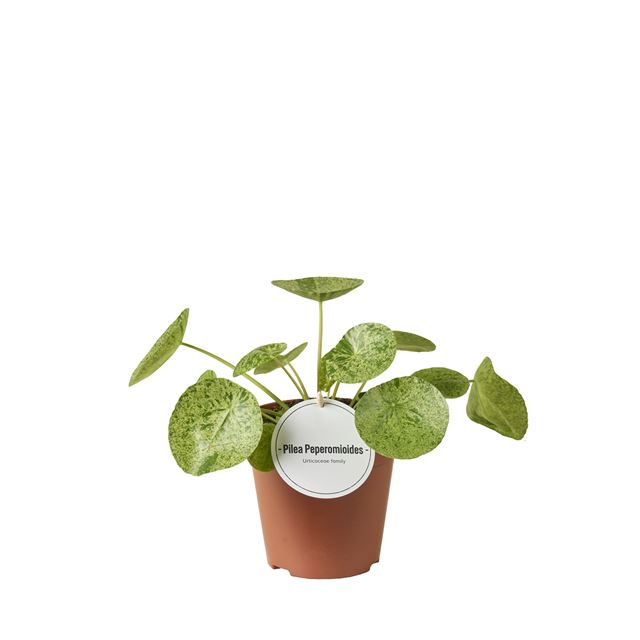 Picture of Pilea peperomioides mojito