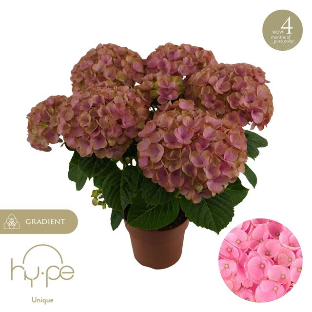 Picture of Hydrangea hi island pink 5+fl