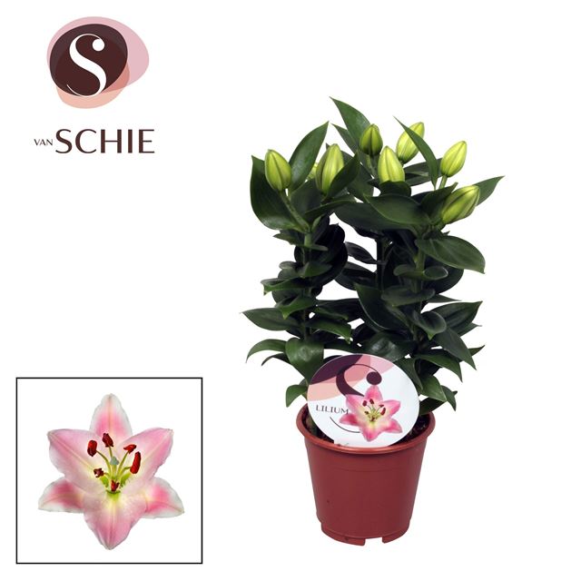 Picture of Lilium orientalis 03pp souvenir pink