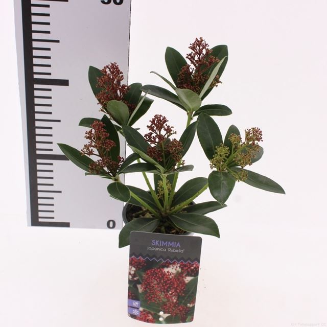 Picture of Skimmia japonica rubella 5+