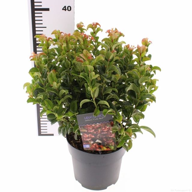 Picture of Leucothoe axillaris curly red