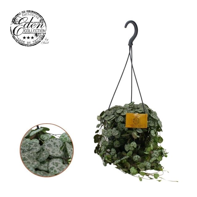 Picture of Ceropegia woodii in hanging basket