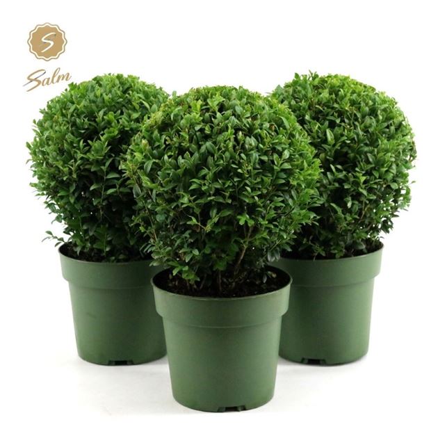 Picture of BUXUS SEMPERVIRENS BALL 020CM