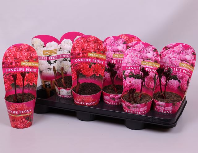 Picture of Paeonia longlife mix