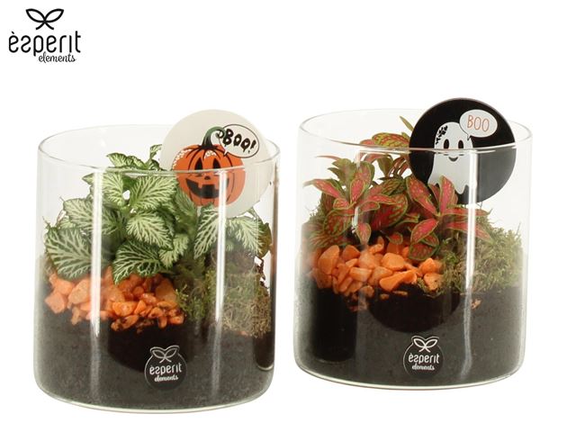 Picture of Halloween arrangement 01pp glass