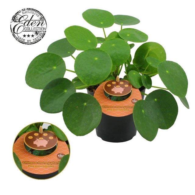 Picture of Pilea peperomioides