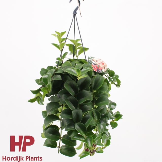 Picture of AESCHYNANTHUS MONA LISA IN HANGING BASKET