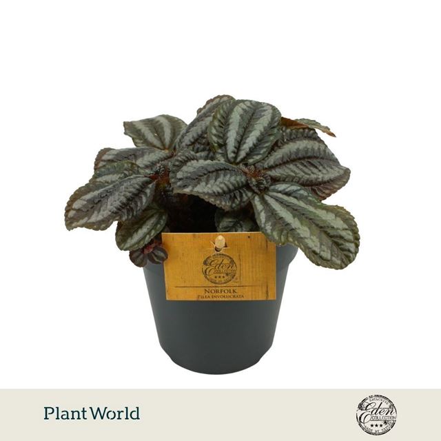 Picture of Pilea involucrata norfolk