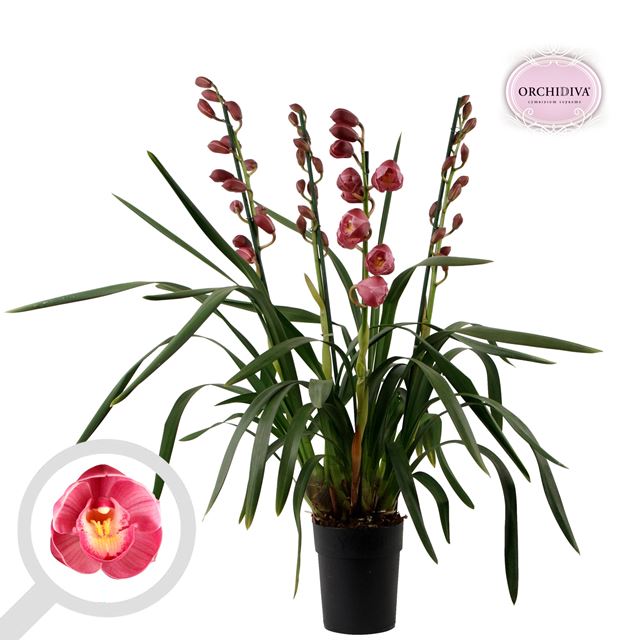 Picture of CYMBIDIUM 03/04-STEM PINK