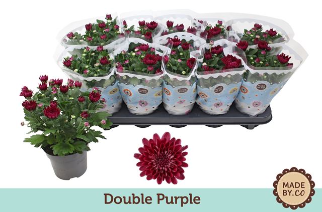 Picture of Chrysanthemum indicum double red