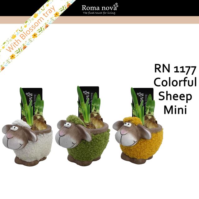 Picture of Narcissus colorful sheep mini