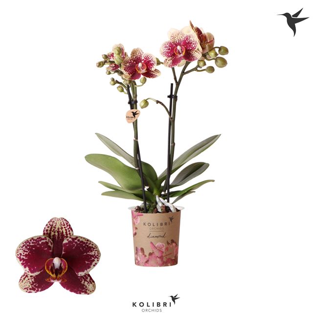 Picture of PHALAENOPSIS 02-STEM SPAIN