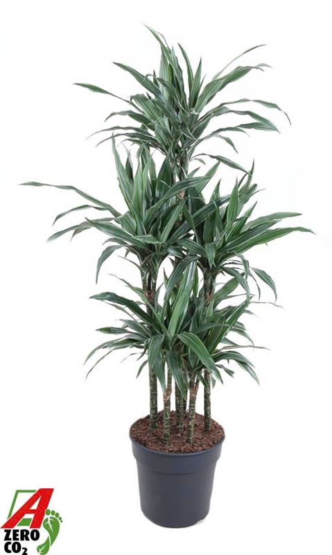 Picture of Dracaena warneckei carrousel +90