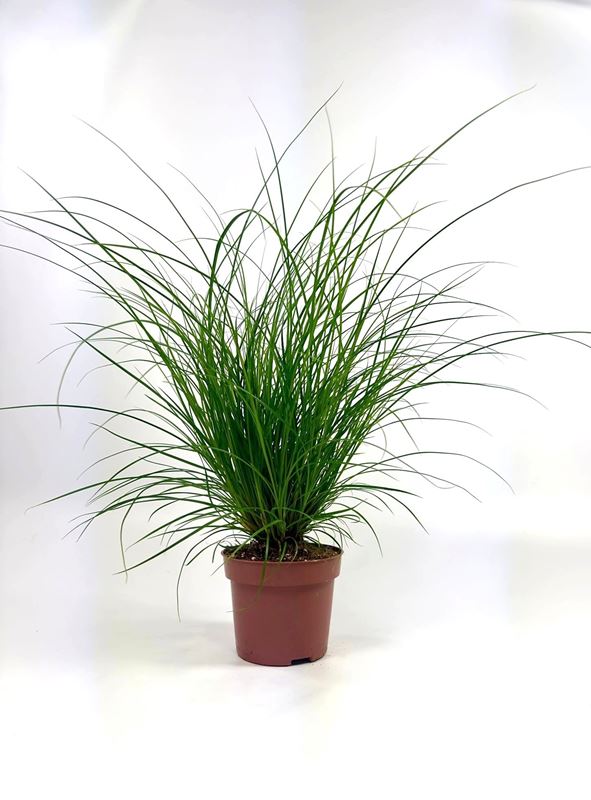 Picture of Carex brunnea