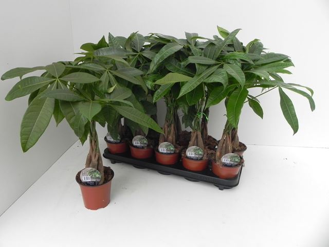 Picture of Pachira aquatica braided stem