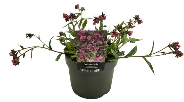 Picture of Pulmonaria raspberry splash