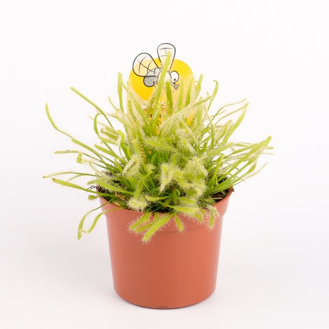 Picture of Drosera capensis alba