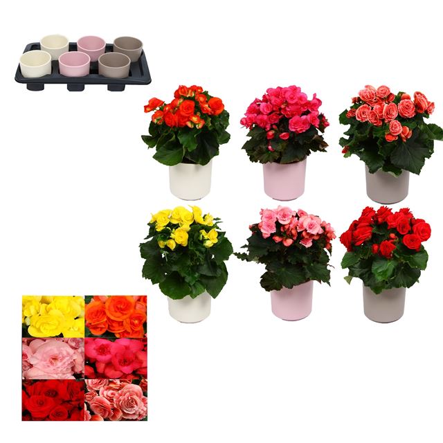 Picture of BEGONIA MIX CERAMIC