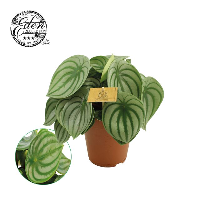 Picture of PEPEROMIA ARGYREIA