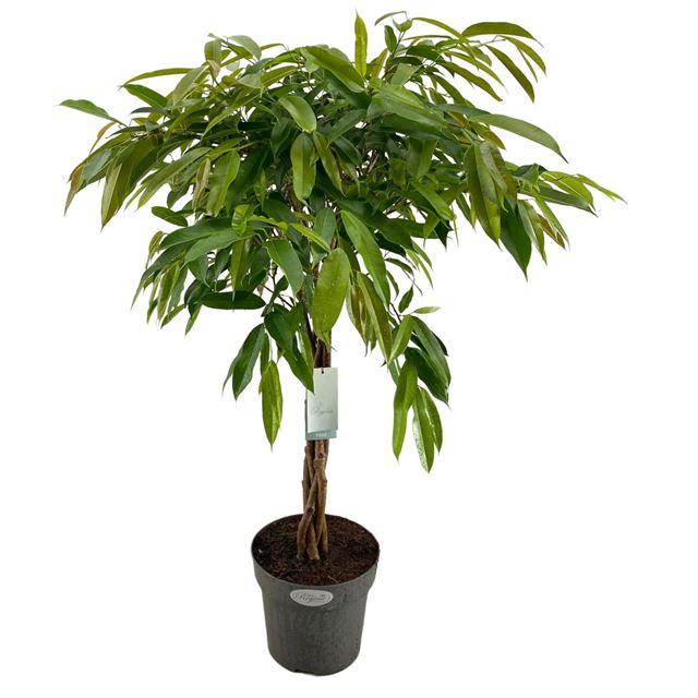 Picture of FICUS BINNENDIJKII AMSTEL KING BRAIDED STEM