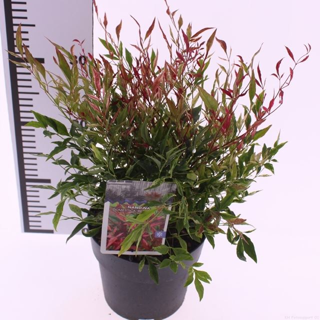 Picture of Nandina domestica red light