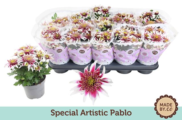 Picture of Chrysanthemum indicum special artistic pablo