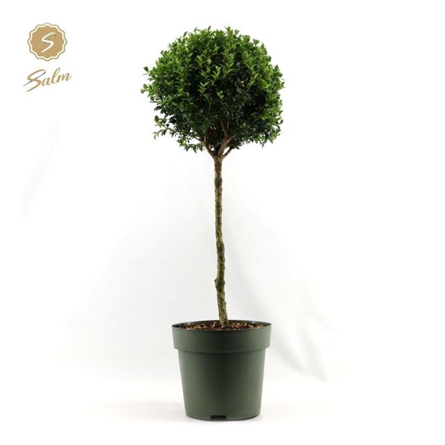 Picture of Buxus sempervirens ball on stam