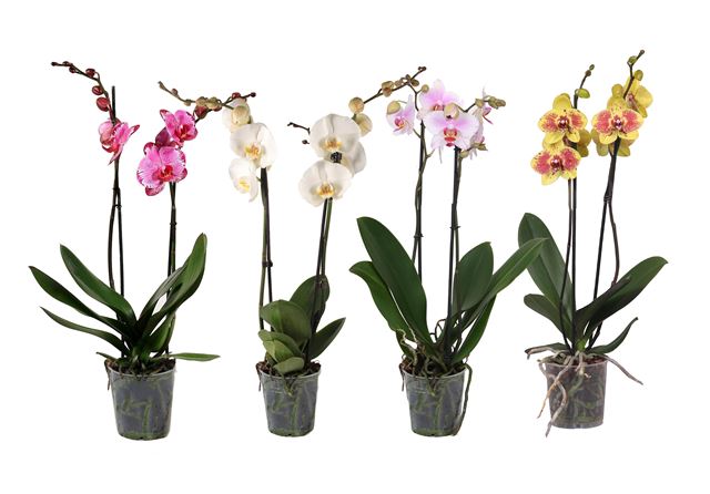 Picture of PHALAENOPSIS 02-STEM KOLIBRI MIX