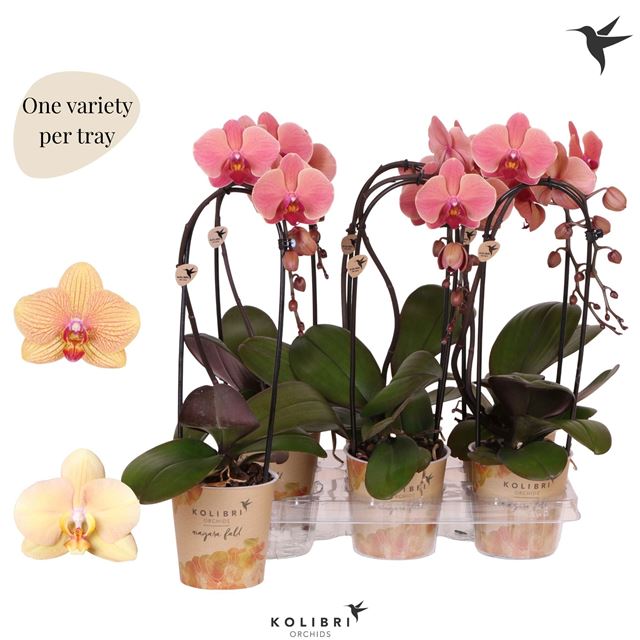 Picture of Phalaenopsis 01-stem niagara fall orange