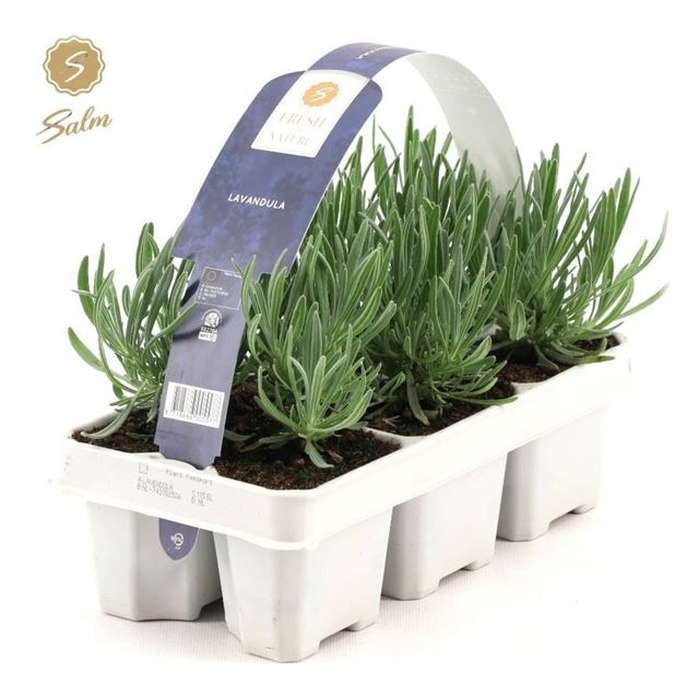 Picture of Lavandula angustifolia 06-pack