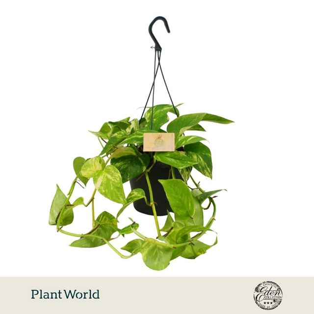 Picture of Epipremnum hawaiian in hanging basket