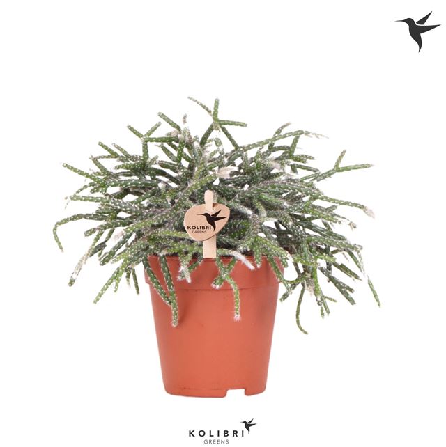Picture of RHIPSALIS PILOCARPA 