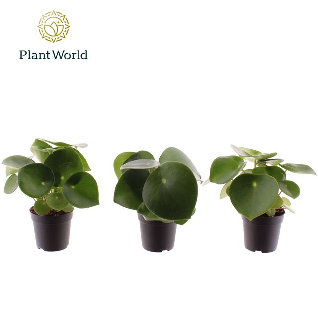 Picture of PEPEROMIA RAINDROP