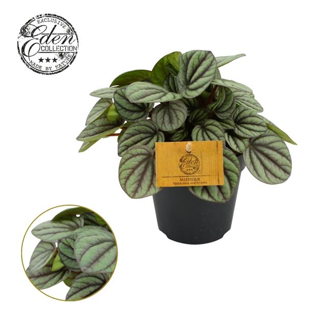 Picture of PEPEROMIA MYSTIQUE