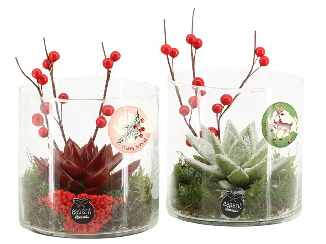 Picture of XMAS ARRANGEMENT 01PP GLASS