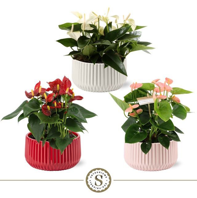 Picture of Anthurium andraeanum table in ceramic