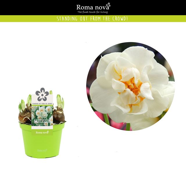 Picture of NARCISSUS BRIDAL CROWN