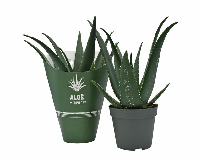 Picture of ALOE MEDIVERA EQUATOR