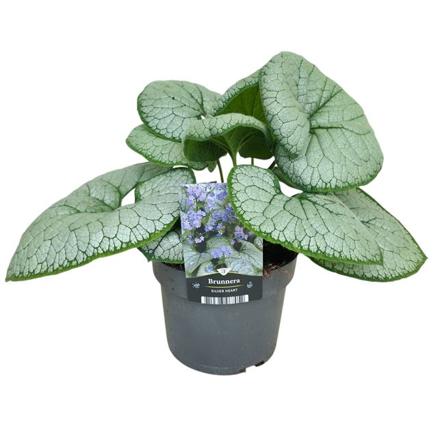 Picture of Brunnera macrophylla silver heart