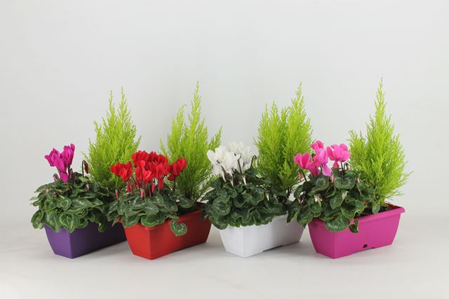 Picture of AUTUMN OUTDOOR ARRANGMENT DUO IN WINDOWBOX