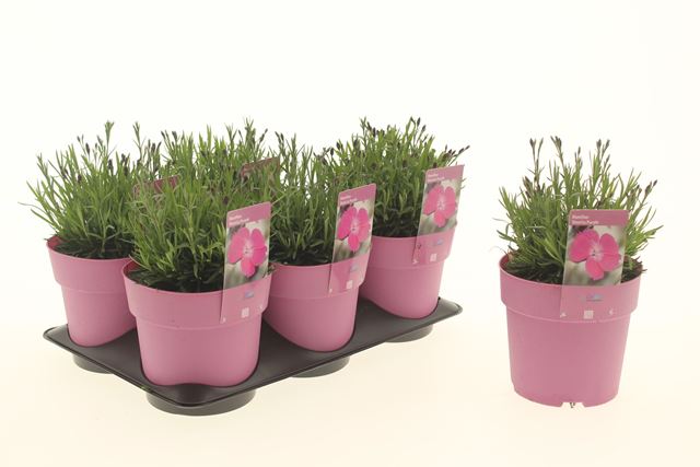 Picture of Dianthus dinetta purple