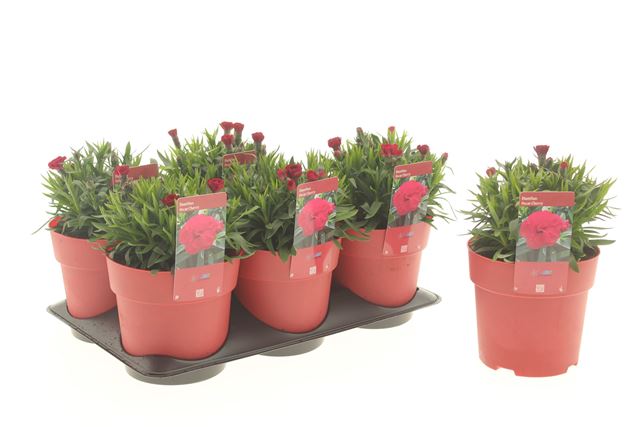 Picture of Dianthus caryophyllus oscar cherry