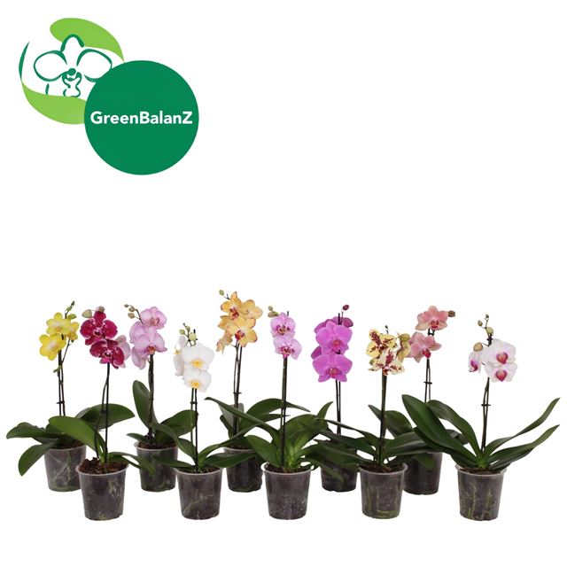 Picture of Phalaenopsis 01-stem kolibri mix
