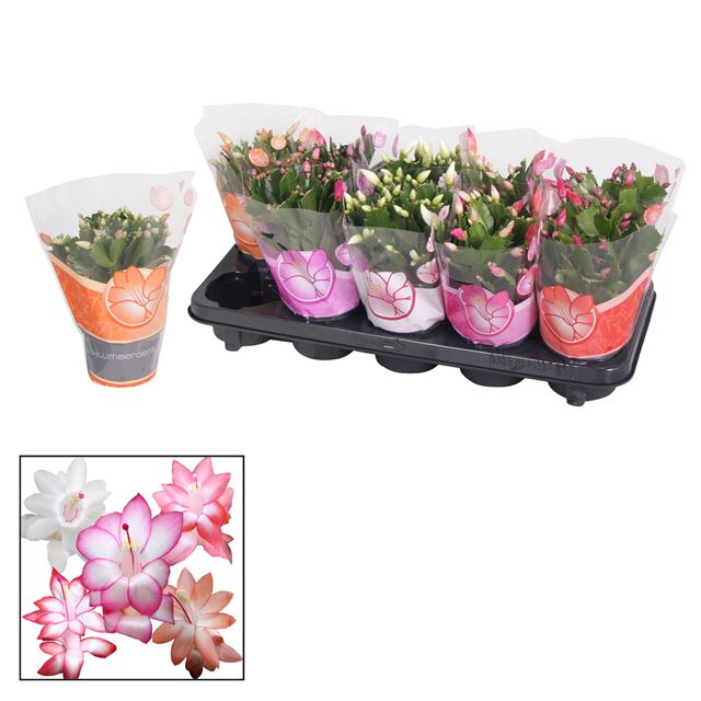 Picture of SCHLUMBERGERA GAERTNERI MIX