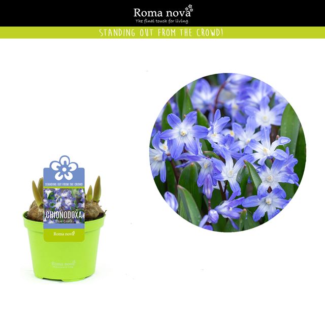 Picture of Chionodoxa blue giant