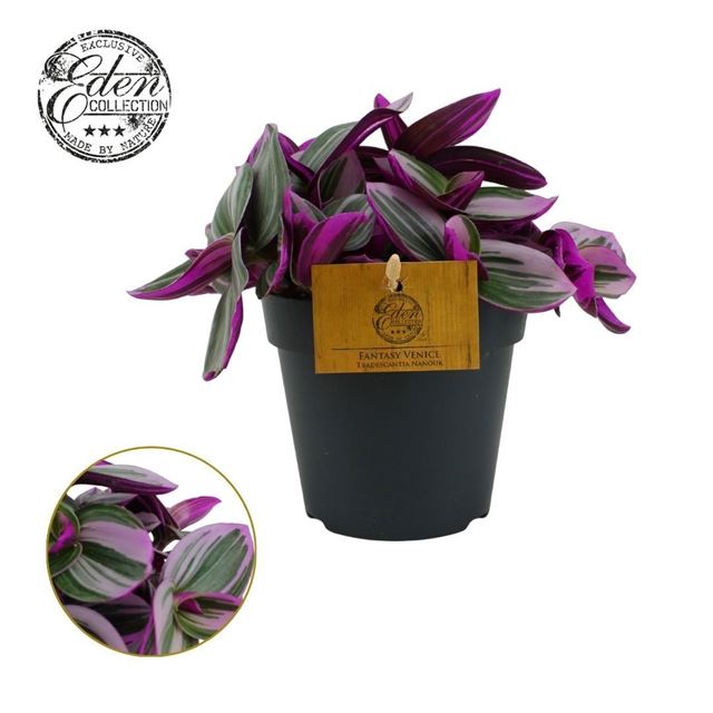 Picture of Tradescantia nanouk