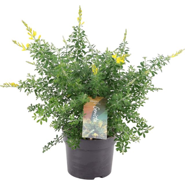 Picture of CYTISUS RACEMOSUS BUSH